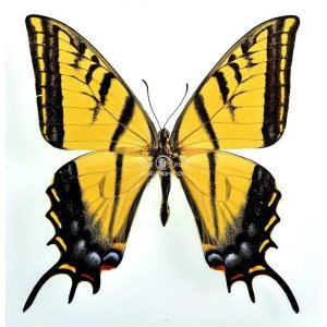 PAPILIO MULTICAUDATA GRANDIOSUS